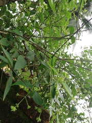 Nyctanthes arbor-tristis