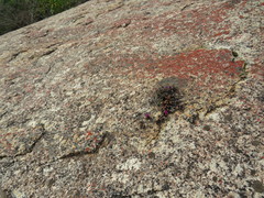 Antimima granitica