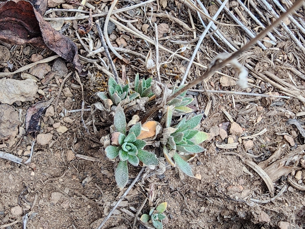 Draba arabisans; photograph (c) Norma Malinowski, some rights reserved (CC BY)