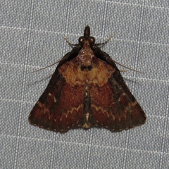 Omphalocera munroei