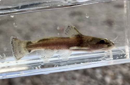 Mountain madtom (Noturus eleutherus) — Ictaluridae — 4
