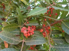 Schinus terebinthifolia