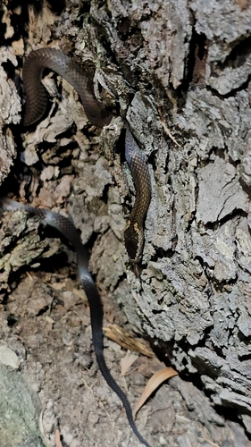 Golden-crowned Snake sighting