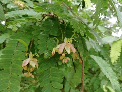 Tamarindus indica