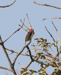 Lybius vieilloti