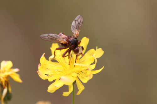 Ferruginous Bee-Grabber, Heiloo, Nederland, photo 10 of 10