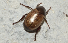 Paranomala testaceipennis