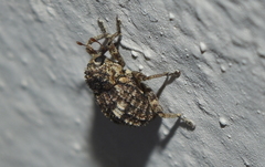 Eubulus