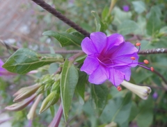 Mirabilis jalapa