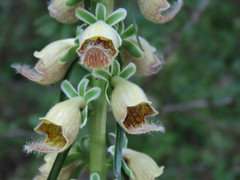 Digitalis ferruginea