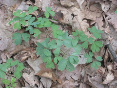 Isopyrum thalictroides