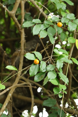 Image of Strychnos angustiflora by no rights reserved