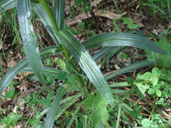 Digitalis ferruginea