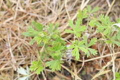 Potentilla erecta