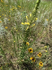 Oenothera rhombipetala