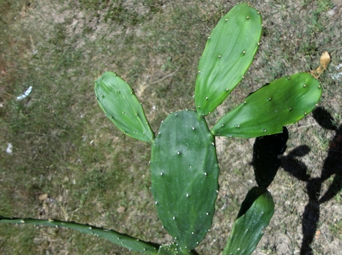Opuntia cochenillifera