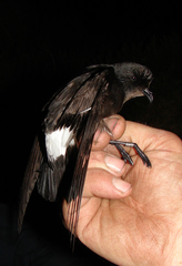 Hydrobates pelagicus