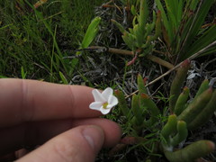 Oxalis pusilla