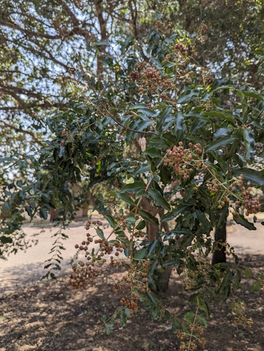 Galpinia transvaalica, photograph 4