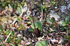 Micranthes porsildiana