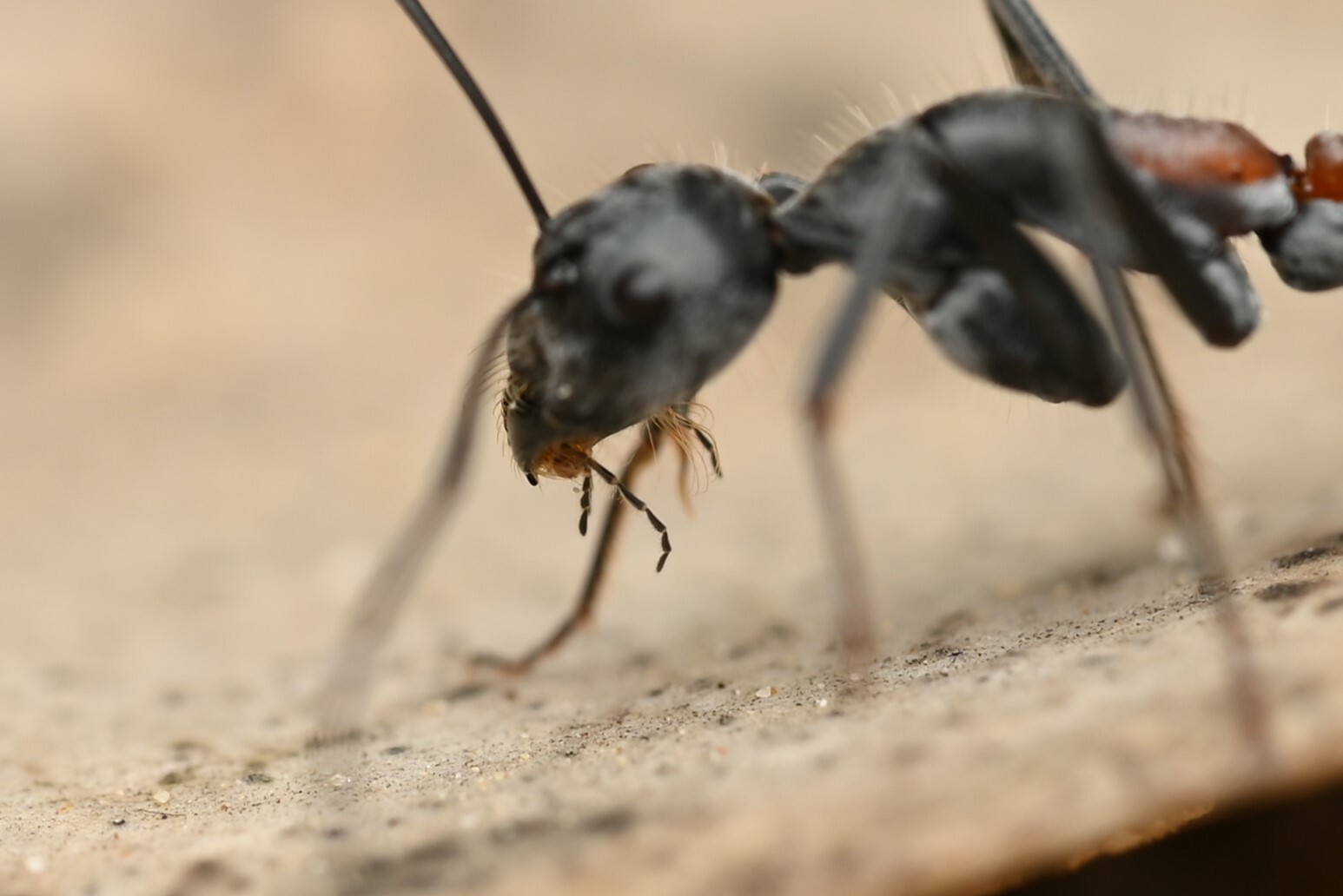 Camponotus prosseri