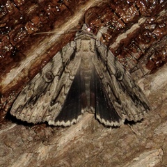 Catocala retecta