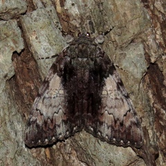 Catocala lacrymosa