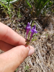 Scutellaria siphocampyloides