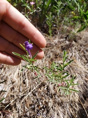 Scutellaria siphocampyloides