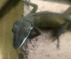 Anolis carolinensis