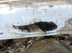 Myoxocephalus aenaeus