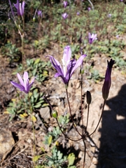 Brodiaea sierrae