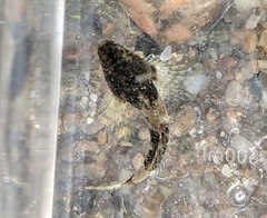 Myoxocephalus aenaeus