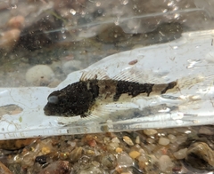 Myoxocephalus aenaeus