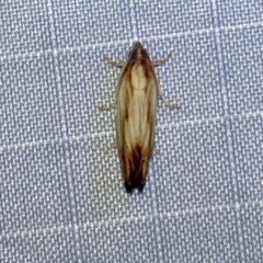 Eucosma radiatana