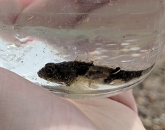 Myoxocephalus aenaeus