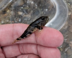 Myoxocephalus aenaeus