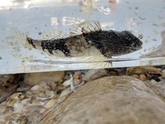 Myoxocephalus aenaeus