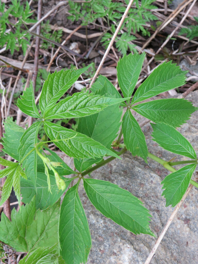 virginia creepers from Communauté-Urbaine-de-Montréal, CA-QC, CA on May ...