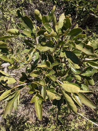 Searsia gueinzii, photograph 5