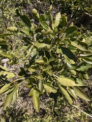 Searsia gueinzii, photograph (c) Shedron Mukhumo, some rights reserved (CC BY)