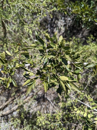 Searsia gueinzii, photograph 6