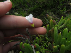 Oxalis pusilla