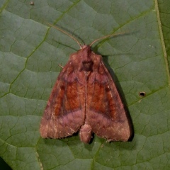 Parapamea buffaloensis