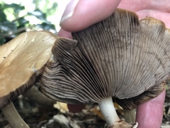 Agrocybe rivulosa