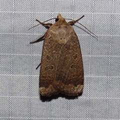 Abagrotis anchocelioides