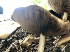 Agrocybe rivulosa