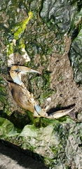 Callinectes sapidus