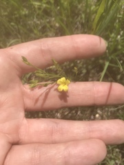 Linum sulcatum