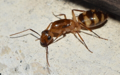 Camponotus conspicuus